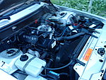 Volvo 244 jubelium