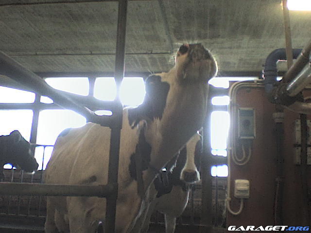 https://www1.garaget.org/gallery/archive/100353/644932_b61417.jpg