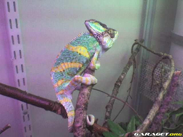 https://www1.garaget.org/gallery/archive/100353/671611_0rcfqp.jpg