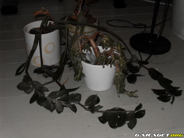 https://www1.garaget.org/gallery/archive/100353/840138_1h9sxg.jpg