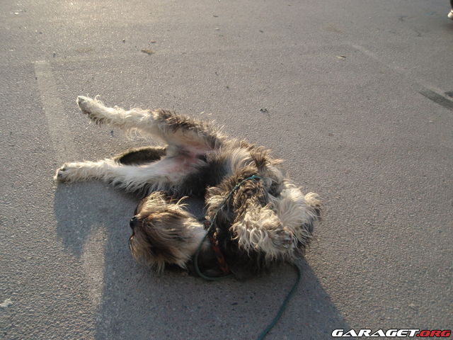 https://www1.garaget.org/gallery/archive/15927/940625_dsb2it.jpg