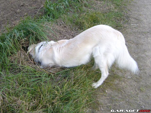 https://www1.garaget.org/gallery/archive/31312/462200_4a63im.jpg