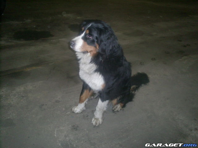 https://www1.garaget.org/gallery/archive/32750/548981_77kf54.jpg