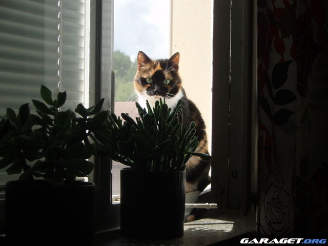 https://www1.garaget.org/gallery/archive/67375/409685_pdbez7.jpg