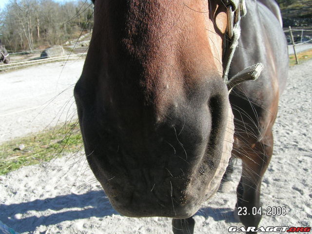 https://www1.garaget.org/gallery/archive/77440/324255_6b6ot6.jpg