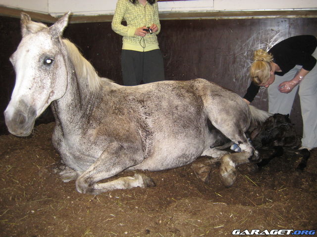 https://www1.garaget.org/gallery/archive/79292/936671_rht8j6.jpg