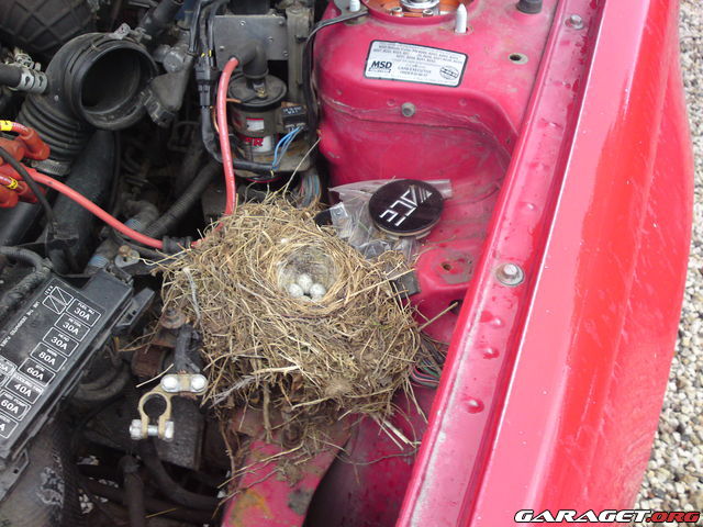 https://www1.garaget.org/gallery/archive/7977/678063_nmd12h.jpg