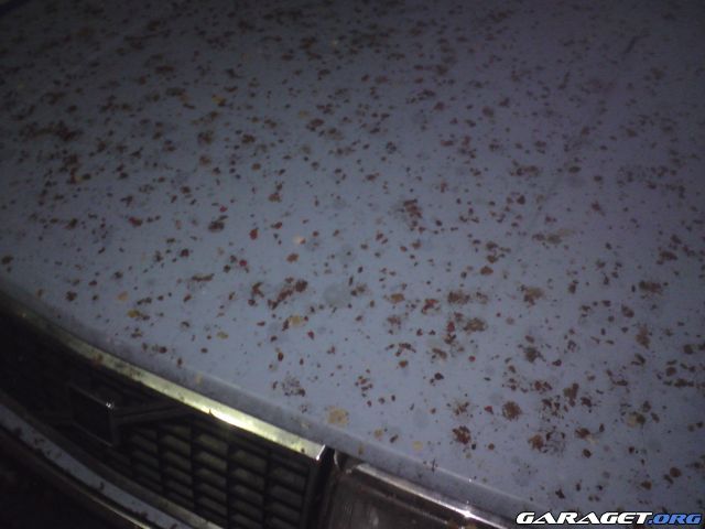 https://www1.garaget.org/gallery/archive/91973/845701_drv7l6.jpg